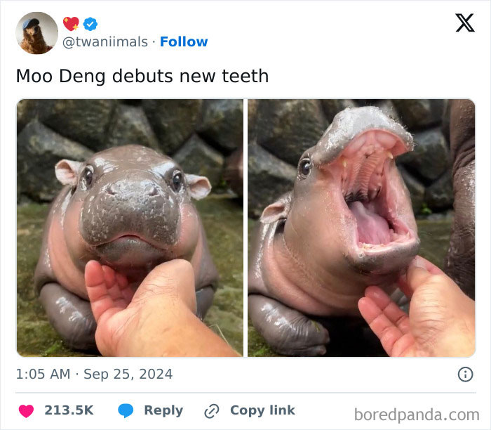 Extremely-Wholesome-Memes