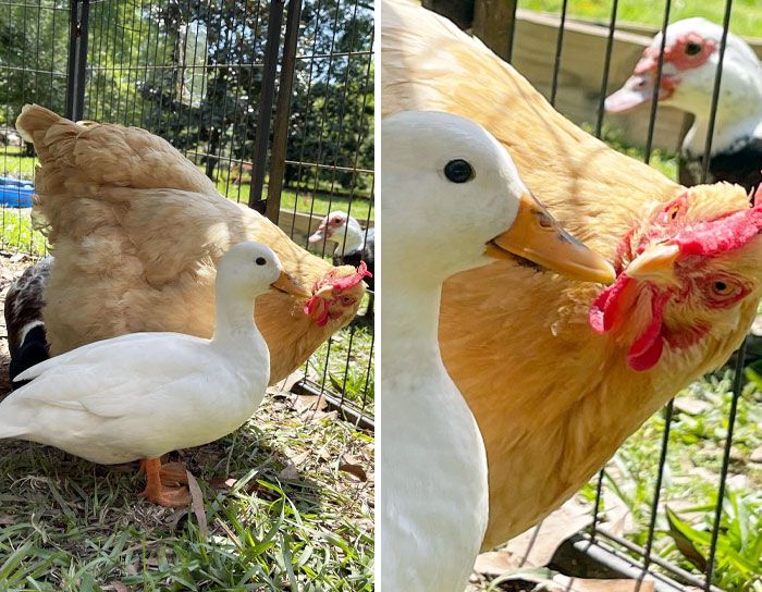 My New Chicken, Janet, Has Discovered My Call Duck, Hilary