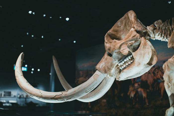 Elephant skeleton displayed in a museum exhibit, highlighting paleontology and ancient animal history.