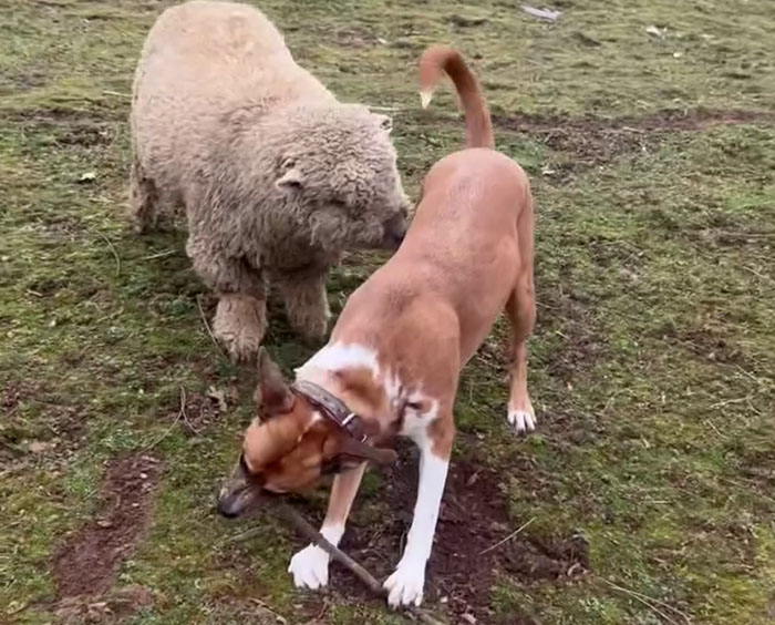 People Online Can't Get Enough Of This Lamb Who Was Rejected By Her Mom And Was Raised By Dog