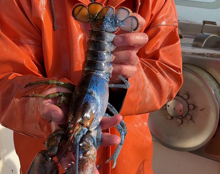 "Woke" And "Nonbinary" Half Male, Half Female Lobster Goes Viral Online