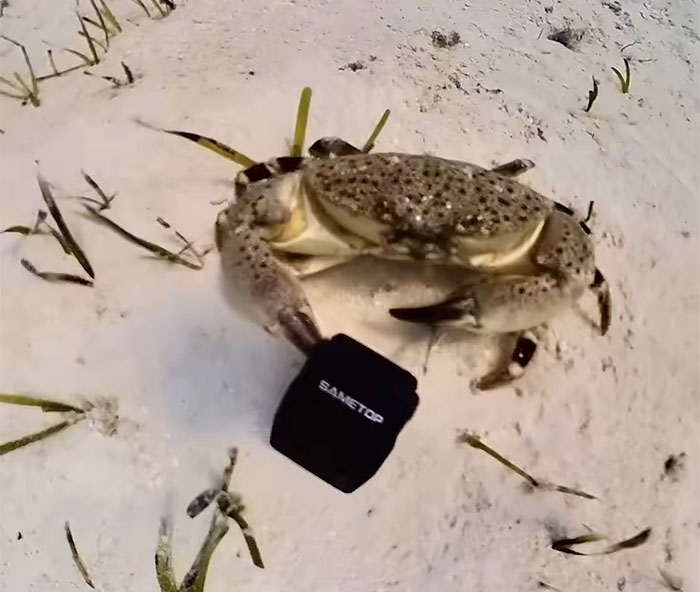 People Online Are Very Amused By This Crab Who Stole A Camera And Went On Filming His Adventures