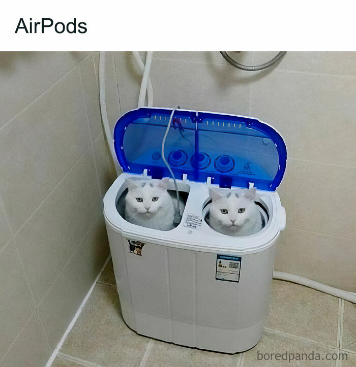 35 Hilariously Random Cat Pics To Make Your Day At Least 68.9% Better