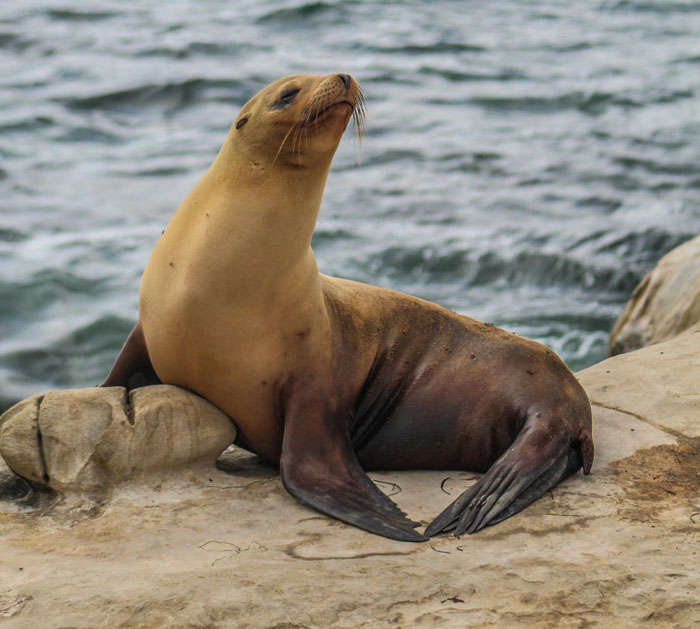Sea lion resting on rocks by ocean, representing stories about Kevin and village deprivation themes.