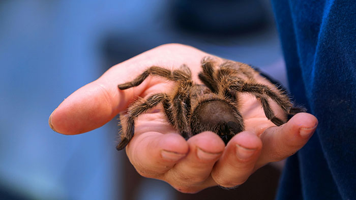 Spider Living Her 3rd Decade Ends Up In A House Fire, Gets Heroically Saved By The Firefighters