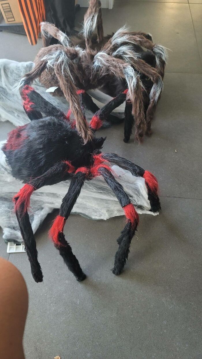 Cute-There-Is-No-Cat-Images