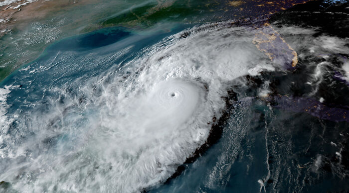 You Can Tell How Grateful This Pup Is To Be Rescued From Hurricane Milton Flooding You Can Tell How Grateful This Pup Is To Be Rescued From Hurricane Milton Flooding