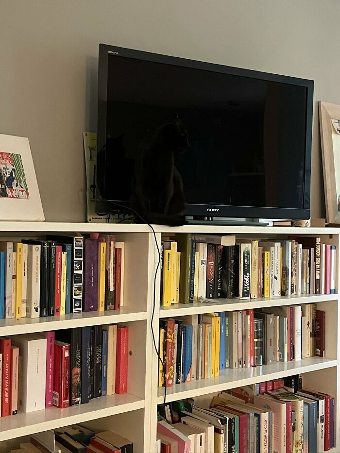 Cute-There-Is-No-Cat-Images