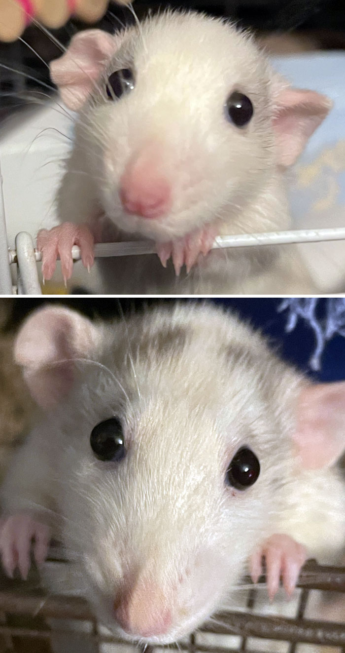 Adorable animal pic of a curious white rat with pink nose and ears peeking through a cage.
