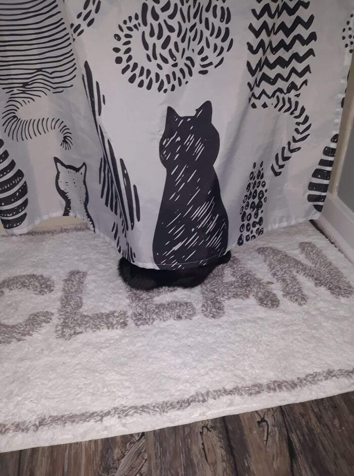 Cute-There-Is-No-Cat-Images