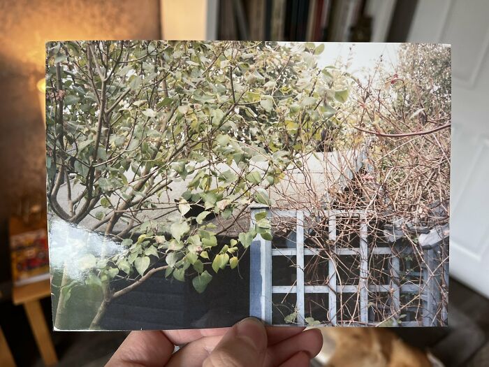 Cute-There-Is-No-Cat-Images