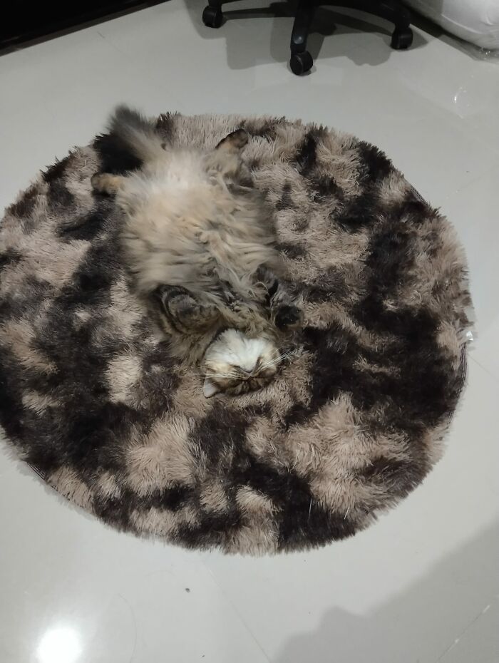 Cute-There-Is-No-Cat-Images