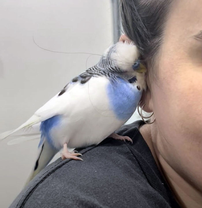 Blue and white parakeet snuggling against a person's head, showing adorable animal affection.