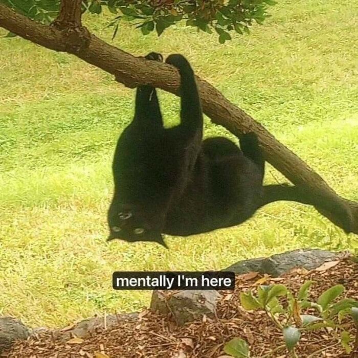 Cats-Being-Funny-Jerks-Memes-Pics