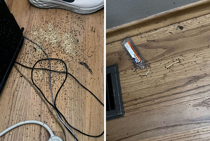 I Came Back From Vacation, And Ants Built Their Colony In My Laptop. Those Crumbs Were All Eggs, And The Inside Of The Laptop Was Full Of Them. The Computer Wouldn’t Turn On