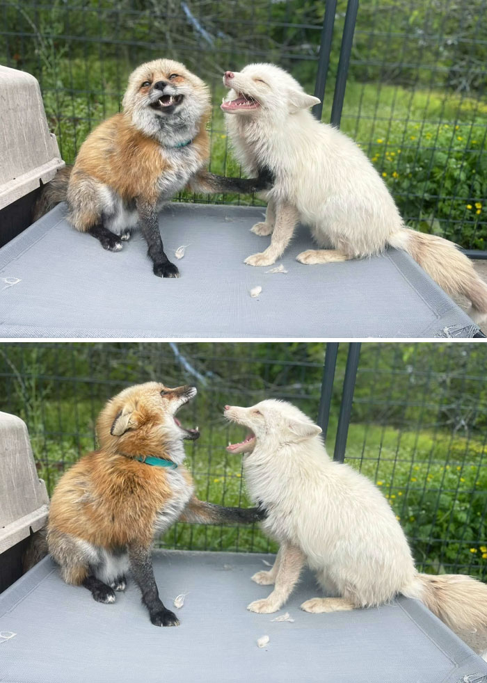 Two adorable foxes playfully interacting on a platform, brightening the day with their charming expressions.