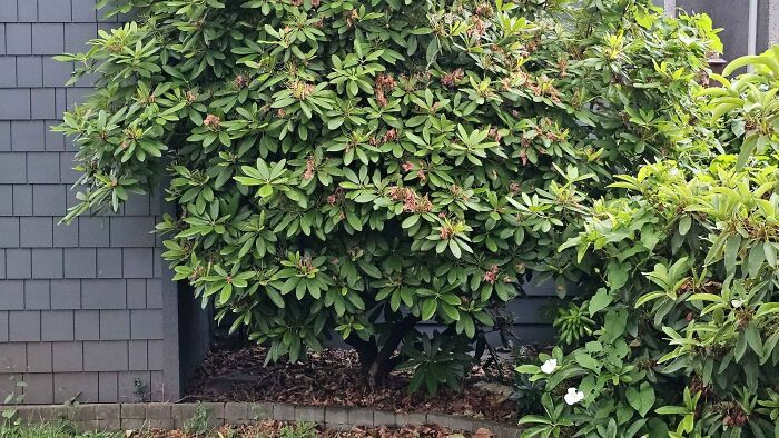 Cute-There-Is-No-Cat-Images