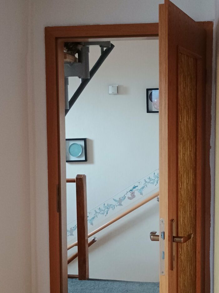 Cute-There-Is-No-Cat-Images