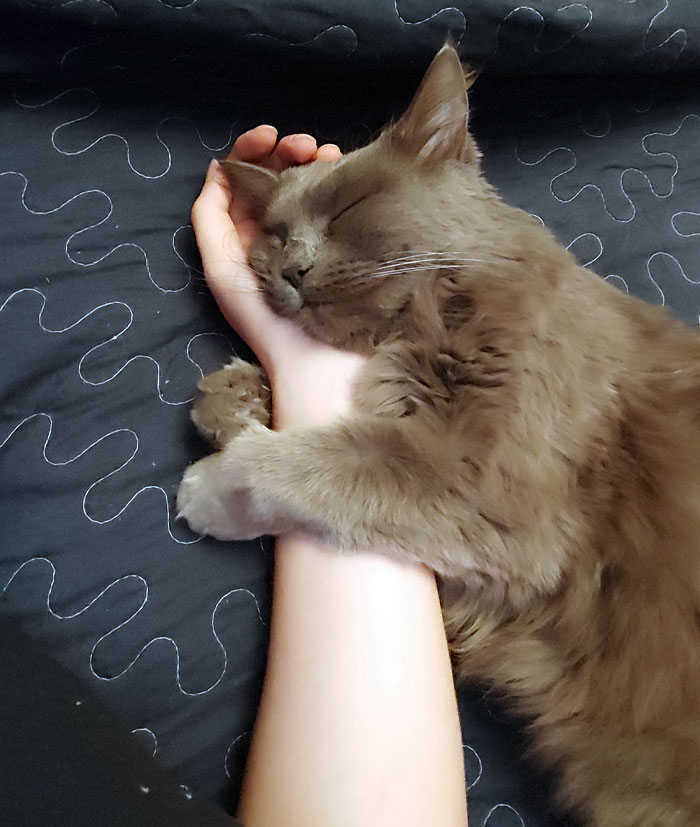 Adorable sleeping cat hugging an arm on a patterned blanket.