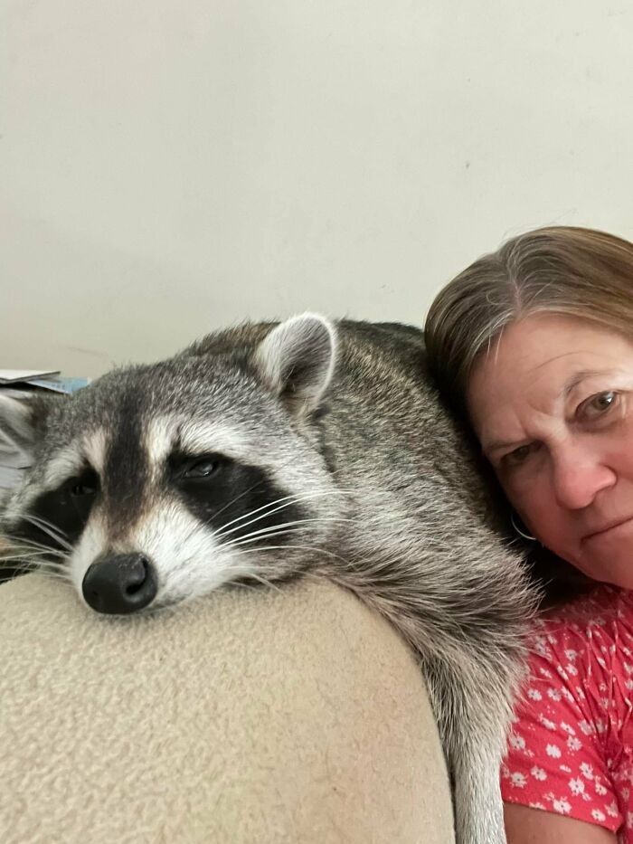 If You’re Having A Tough Day, Biscuits The Raccoon May Just Bring Your Smile Back If You’re Having A Tough Day, Biscuits The Raccoon May Just Bring Your Smile Back