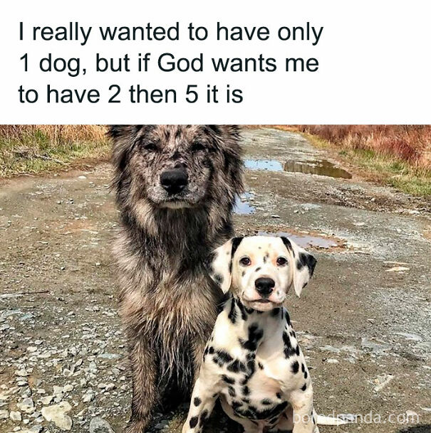 Two dogs sitting on a path with humorous text about having more pets.
