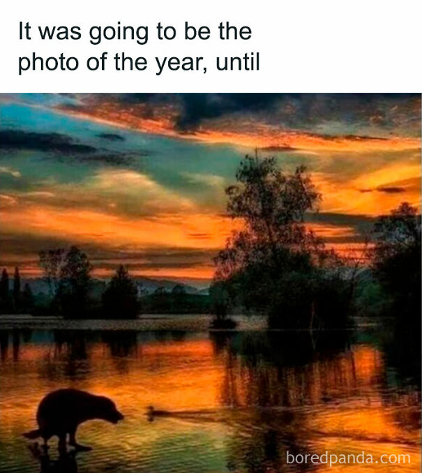 Dog photobombs a sunset view, relatable and funny meme for dog owners.