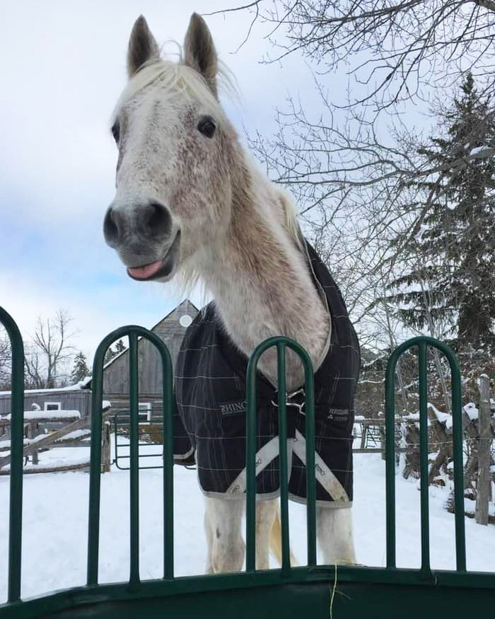 Adorable horse in a winter coat with its tongue sticking out over a snowy farm fence.