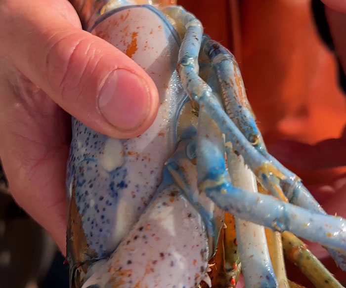 "Woke" And "Nonbinary" Half Male, Half Female Lobster Goes Viral Online