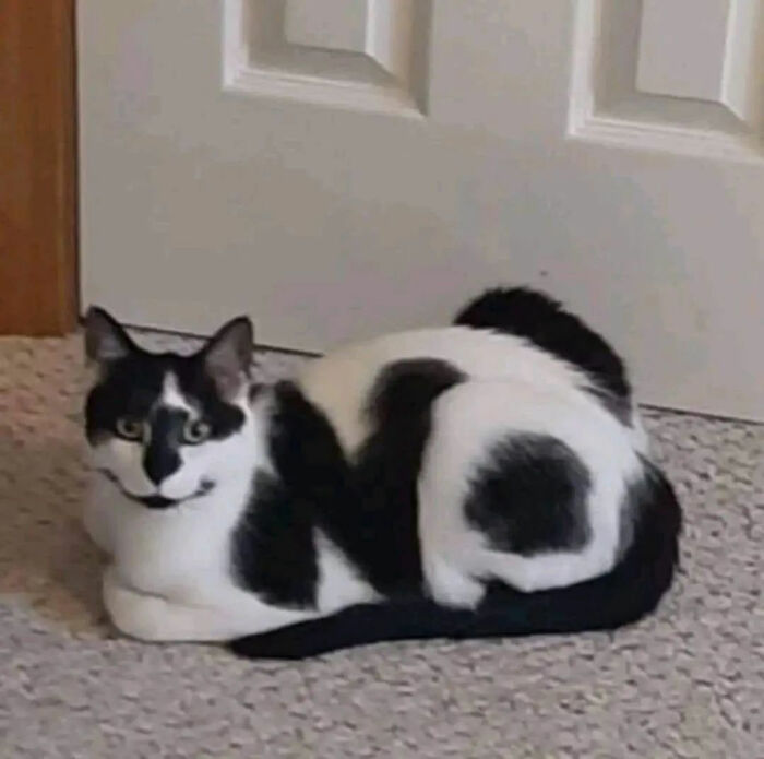 35 Hilariously Random Cat Pics To Make Your Day At Least 68.9% Better