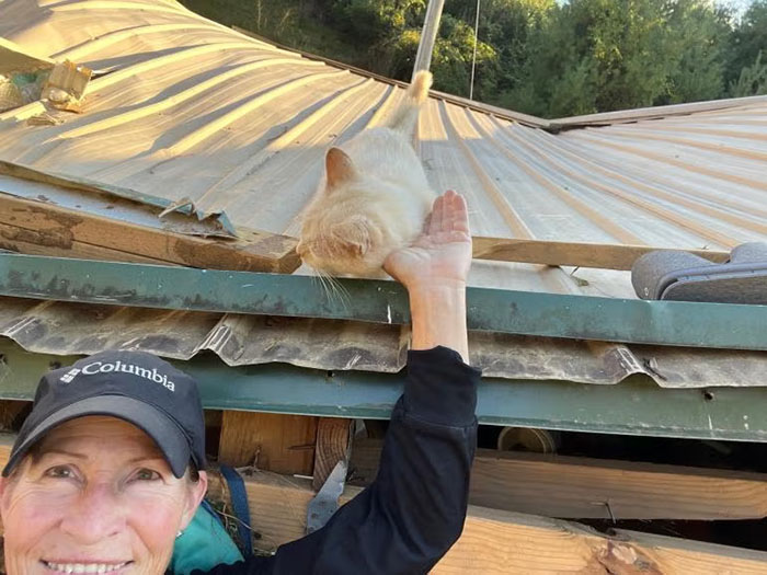 Cat Floats Away During Flood, Family Finds Him Chilling At Home When They Return A Week Later