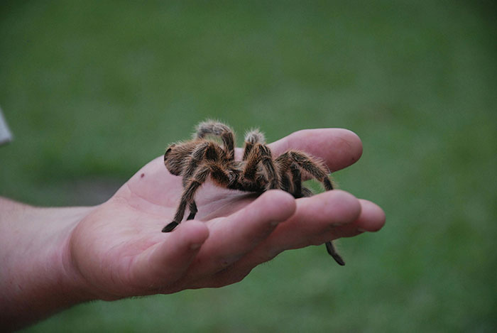 Spider Living Her 3rd Decade Ends Up In A House Fire, Gets Heroically Saved By The Firefighters