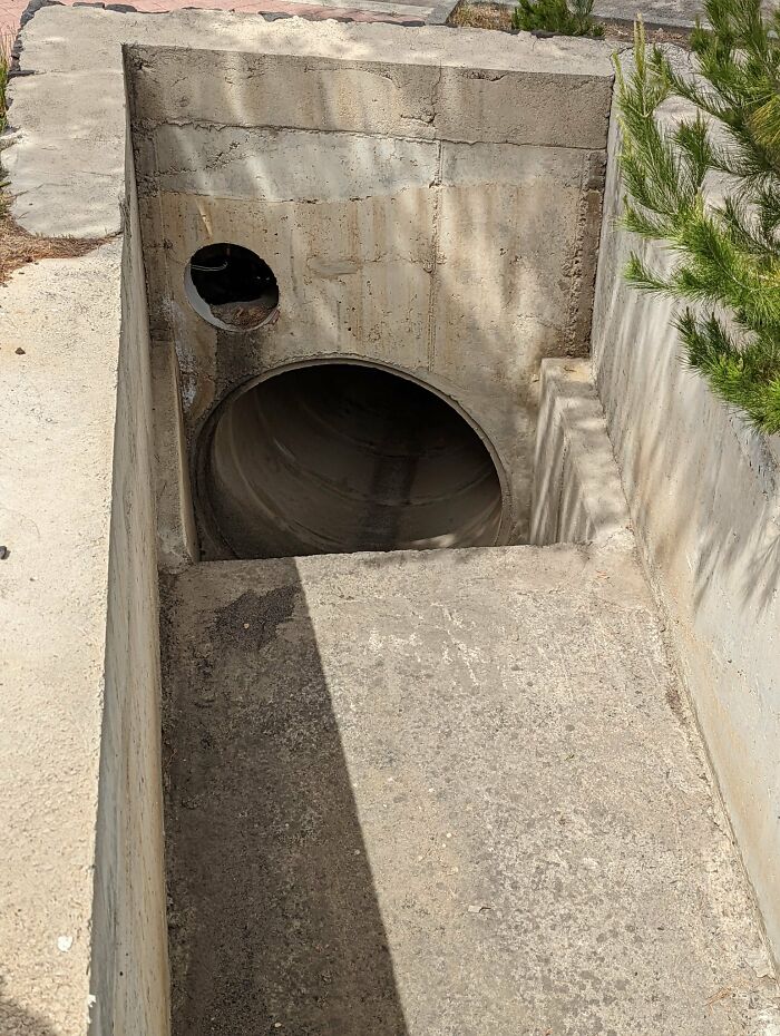 Cute-There-Is-No-Cat-Images