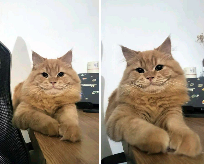 Fluffy orange cat sitting on a desk, showcasing an adorable expression.