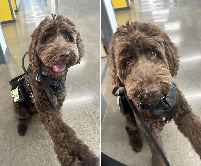 POV: You’re About To Have A Panic Attack, But You Have A Service Dog