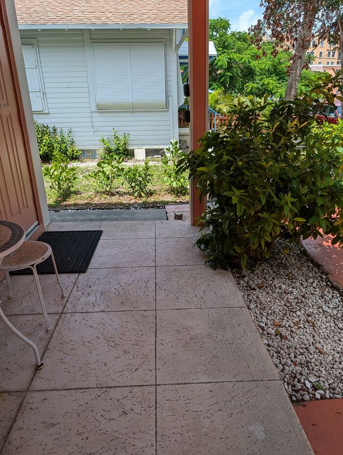 Cute-There-Is-No-Cat-Images