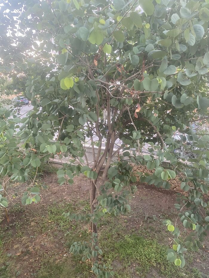 Cute-There-Is-No-Cat-Images