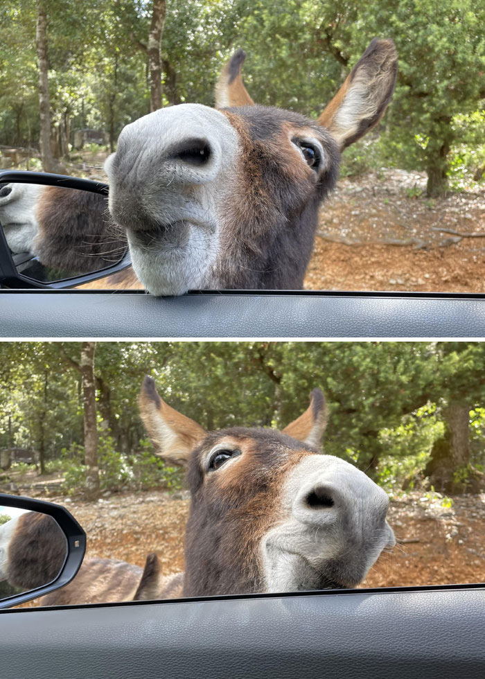 Sweet Little Guy, We Met During Our Vacation On Sardinia. He Was Very Eager For Some Carrots