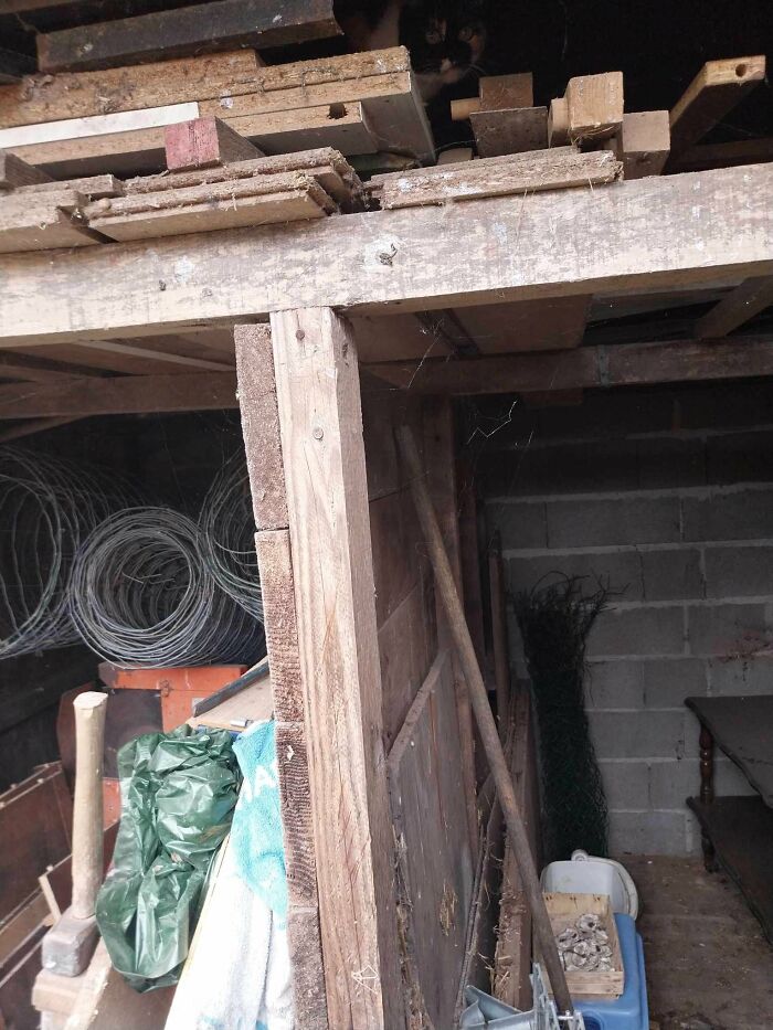 Cute-There-Is-No-Cat-Images