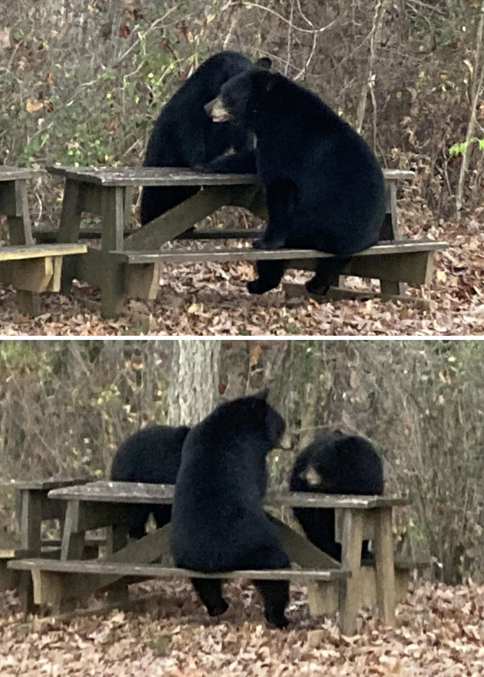 City Bears' Picnic