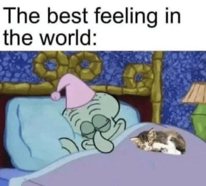 Cats-Being-Funny-Jerks-Memes-Pics