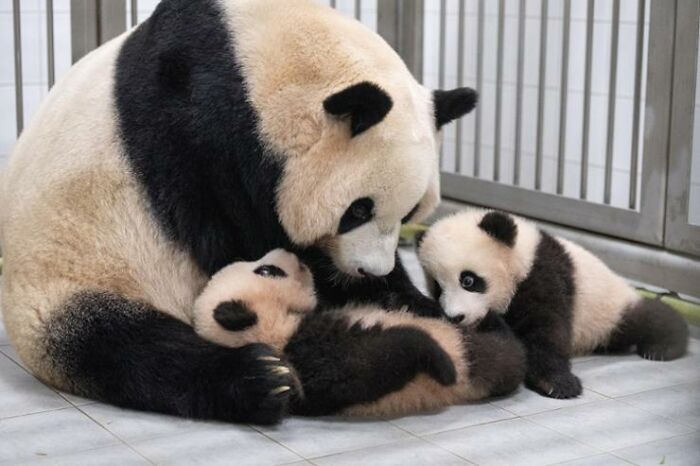 Mother panda cuddling adorable panda twins, showing tender care and love in an indoor enclosure setting.