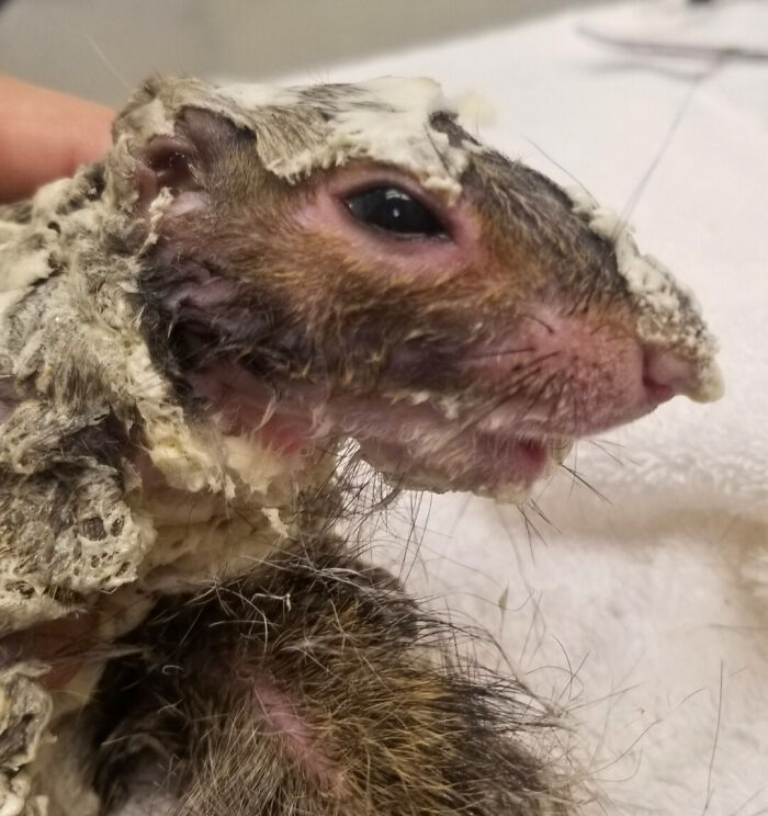 Little Squirrel Jumps Into Foam, Luckily Construction Worker Finds It Before It Turns To Concrete