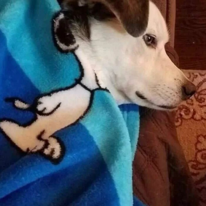 Dog wrapped in a blue blanket with a cartoon print, showing an adorable and weird expression.