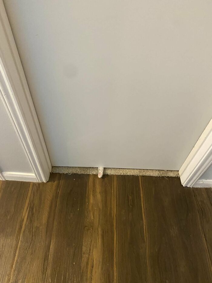 Cute-There-Is-No-Cat-Images