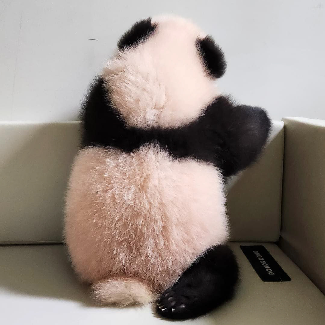 Fluffy adorable panda twin seen from behind sitting on a light-colored couch, showing black and white fur patterns.