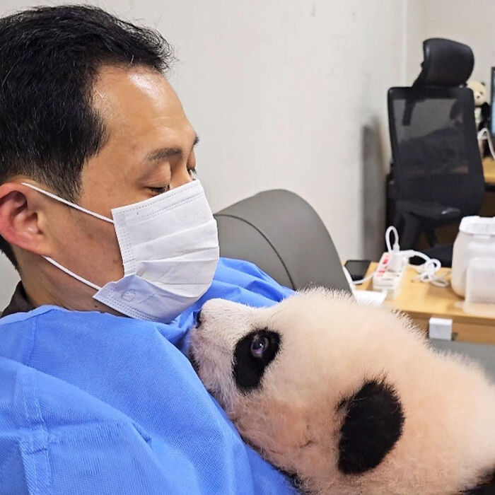 Caretaker in blue holding an adorable panda twin cub looking up, highlighting adorable panda twins melting hearts online.