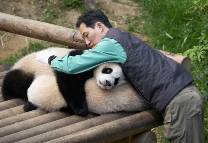 Caretaker hugging adorable panda twins resting on bamboo platform in a green outdoor enclosure, showcasing panda twins' charm.