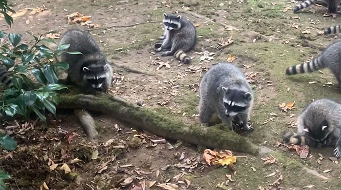 Wild Raccoons Who Were Being Fed By Woman For 35 Years Turn Aggressive, Get 911 Called On Them