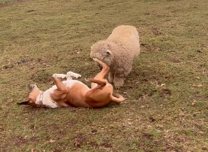 People Online Can't Get Enough Of This Lamb Who Was Rejected By Her Mom And Was Raised By Dog