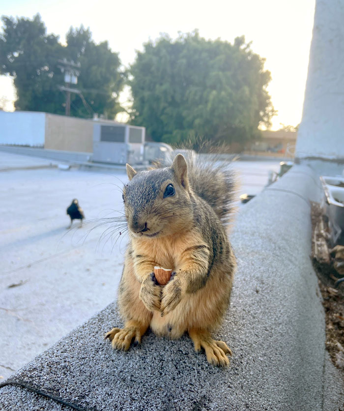 Adorable squirrel holding a nut in its paws, sitting on a ledge with a bird in the background.